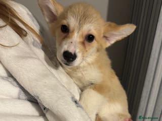 Welsh Corgi Pembroke dogs Beautiful Welsh Pembroke corgis READY TO LEAVE - Advert 4