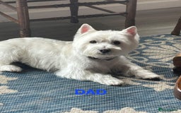 West Highland Terrier dogs for sale: Stunning West Highland puppies - Image 11