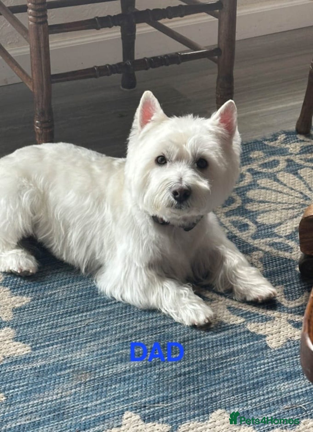 West Highland Terrier dogs for sale: Stunning West Highland puppies - Image 11