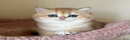 British Shorthair cats for sale: Quality Golden Kittens - Advert 15