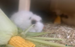 Guinea Pig rodents for sale: Swiss sows and boars  - Image 14