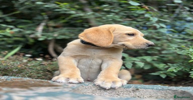 Labrador Retriever dogs - Advert 12