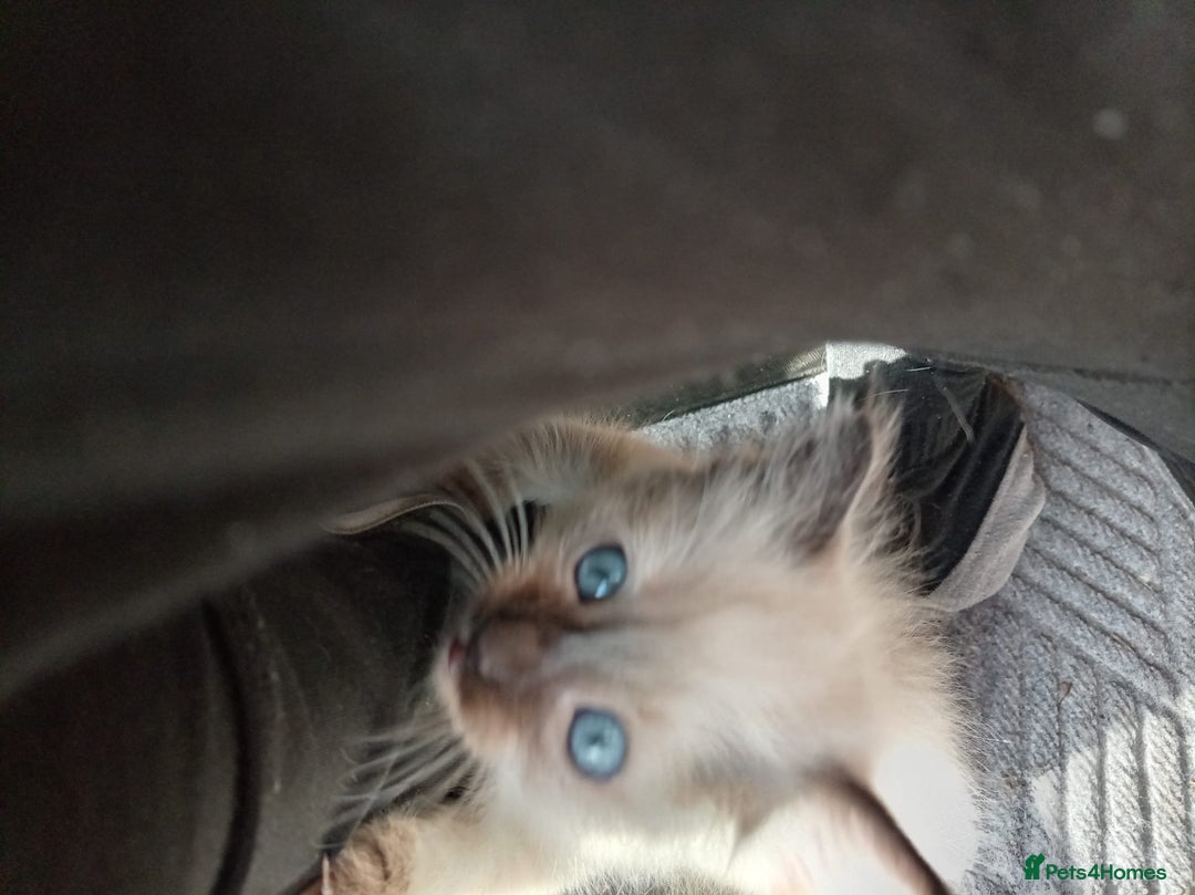 Ragdoll cats for sale: Ragdoll kittens - Advert 4