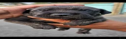Presa Canario dogs for sale: Presa canario puppies in Solihull - Advert 5
