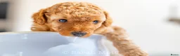 Toy Poodle dogs for sale: 🐶🐾Toy Poodle Puppies 🐾🐶 in Tunbridge Wells - Advert 5