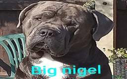 Mixed Breed dogs for sale: READY TO LEAVE NOW chunky mastiff puppies - Image 20