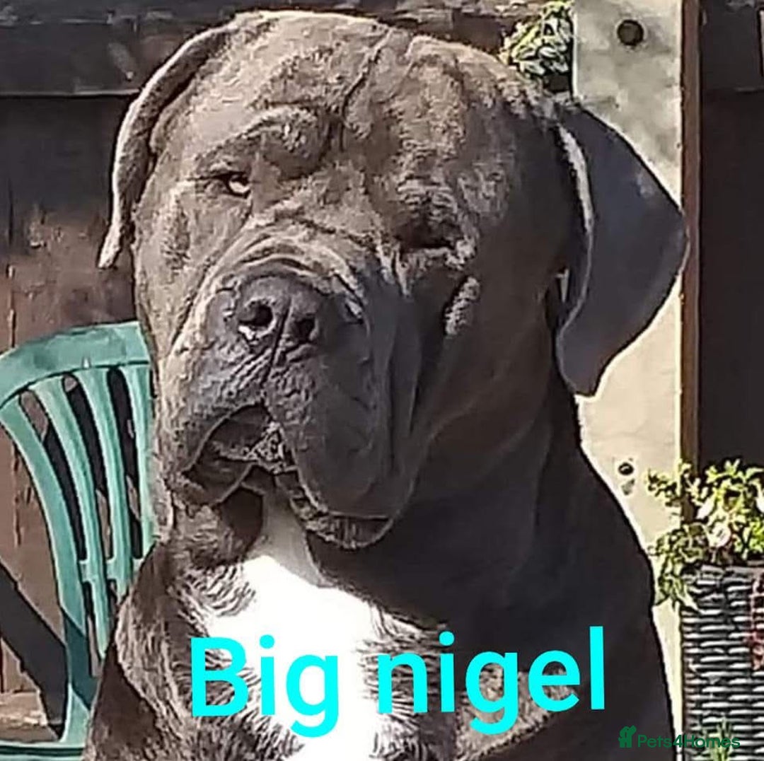 Mixed Breed dogs for sale: READY TO LEAVE NOW chunky mastiff puppies - Image 20