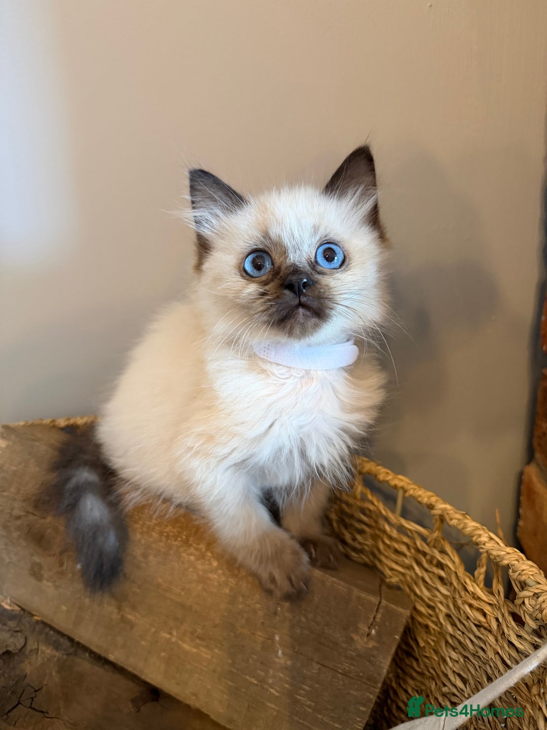 Ragdoll cats for sale: Ragdoll Kittens 😻 3 boys ready now  - Image 10