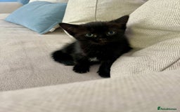 Ragdoll cats for sale: Beautiful affectionate friendly ragdoll x tuxedo - Image 13