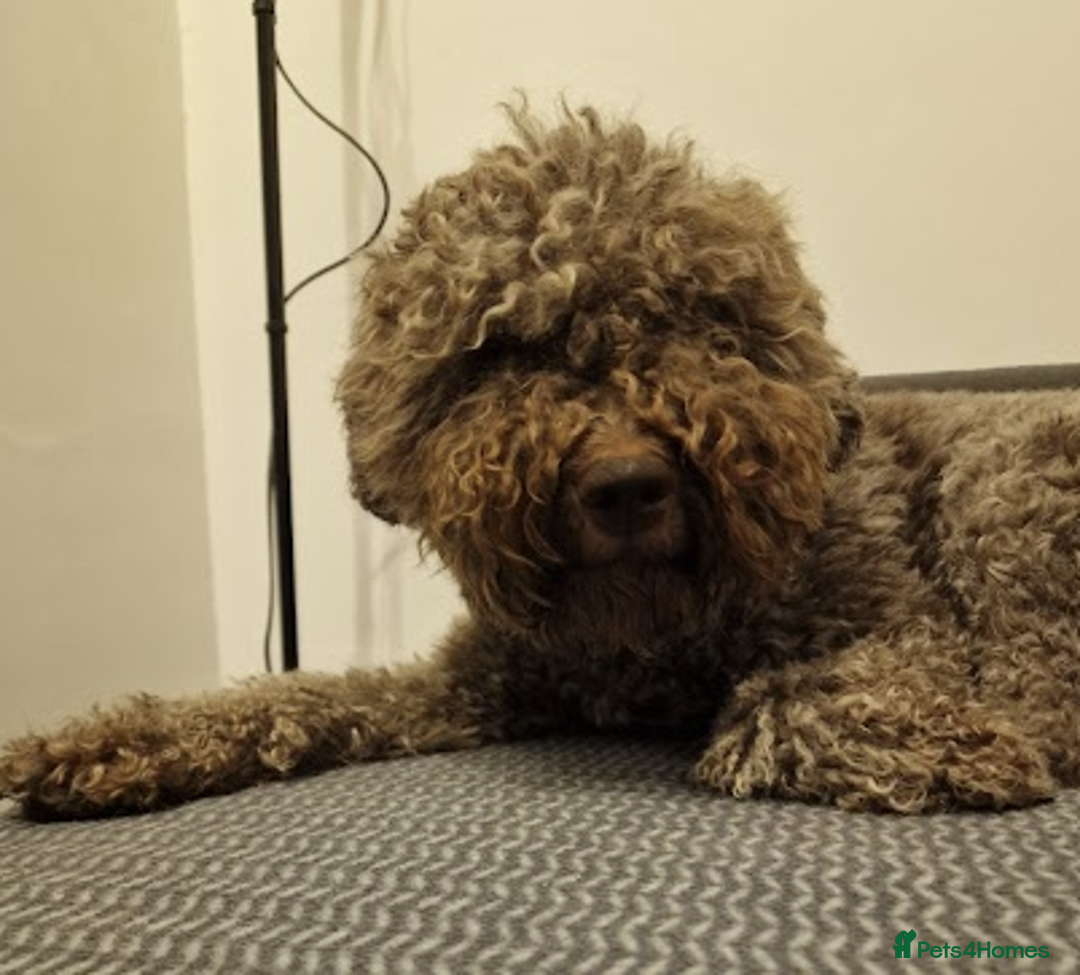 Lagotto Romagnolo dogs for sale: Beautiful Lagotto Romagnolo puppies, KC reg - Image 16