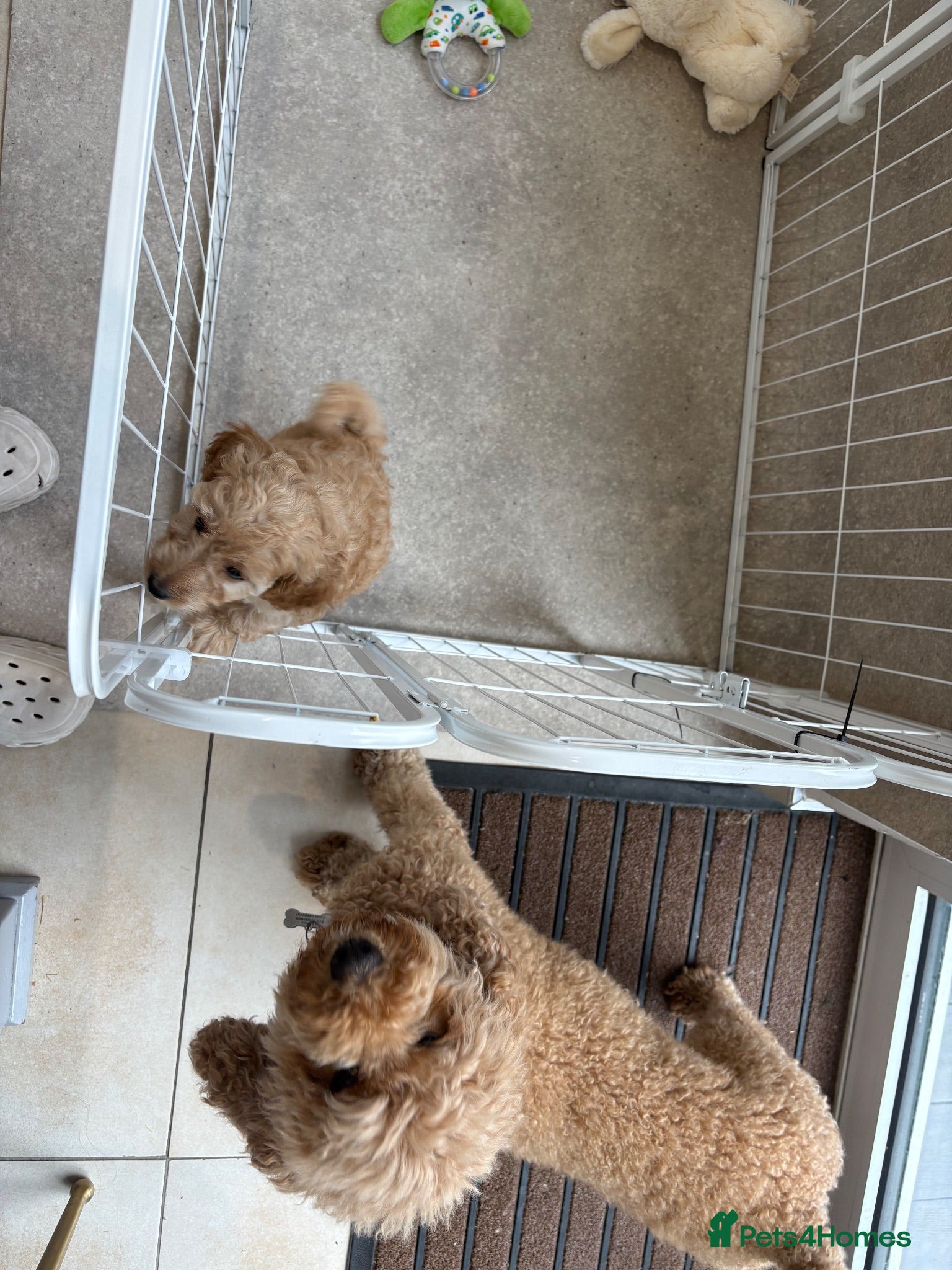 Cockapoo dogs Cockapoos Ready - Advert 2