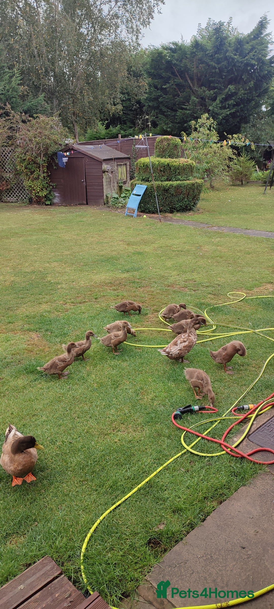 Ducks poultry for sale: Ducklings  - Image 4