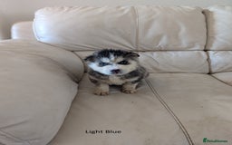 Siberian Husky dogs for sale: 5 Syberrian Husky puppies - Image 12