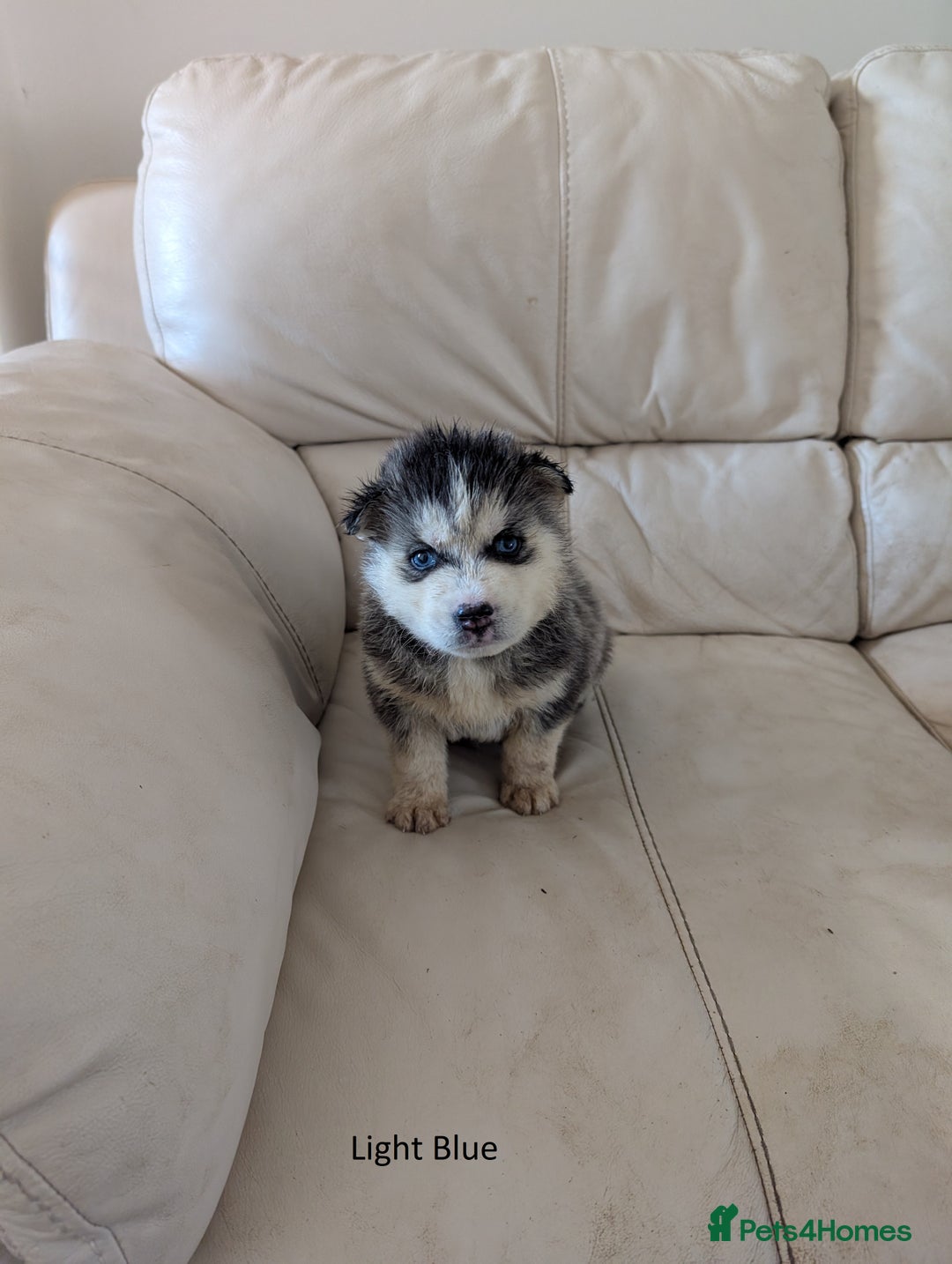 Siberian Husky dogs for sale: 5 Syberrian Husky puppies - Image 12