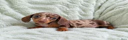 Miniature Dachshund dogs for sale: Fully Vaccinated Mini Dax Pups READY TO LEAVE in Southampton - Advert 5
