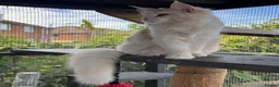 Maine Coon cats for sale: Maine coon  - Advert 17