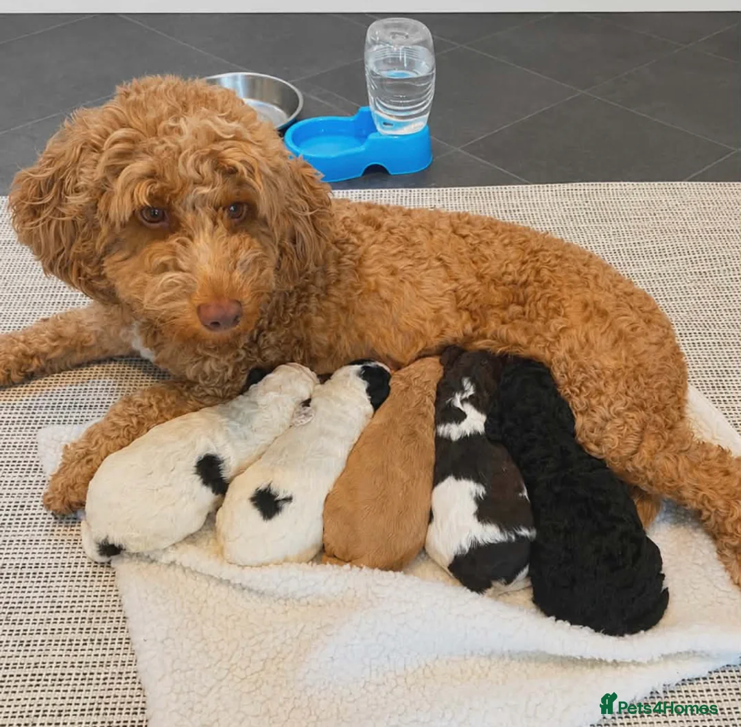 Cockapoo dogs for sale: Cockapoo in Llanrhystud - Advert 6
