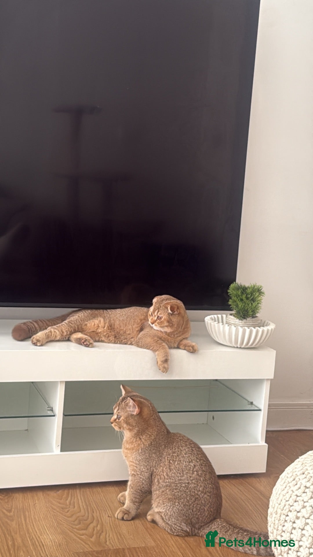 Scottish Fold cats Adorable British shorthair kittens rare  - Advert 9