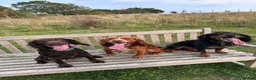 Cocker Spaniel dogs for stud: Working Cocker Spaniel Stud (proven) - Advert 14