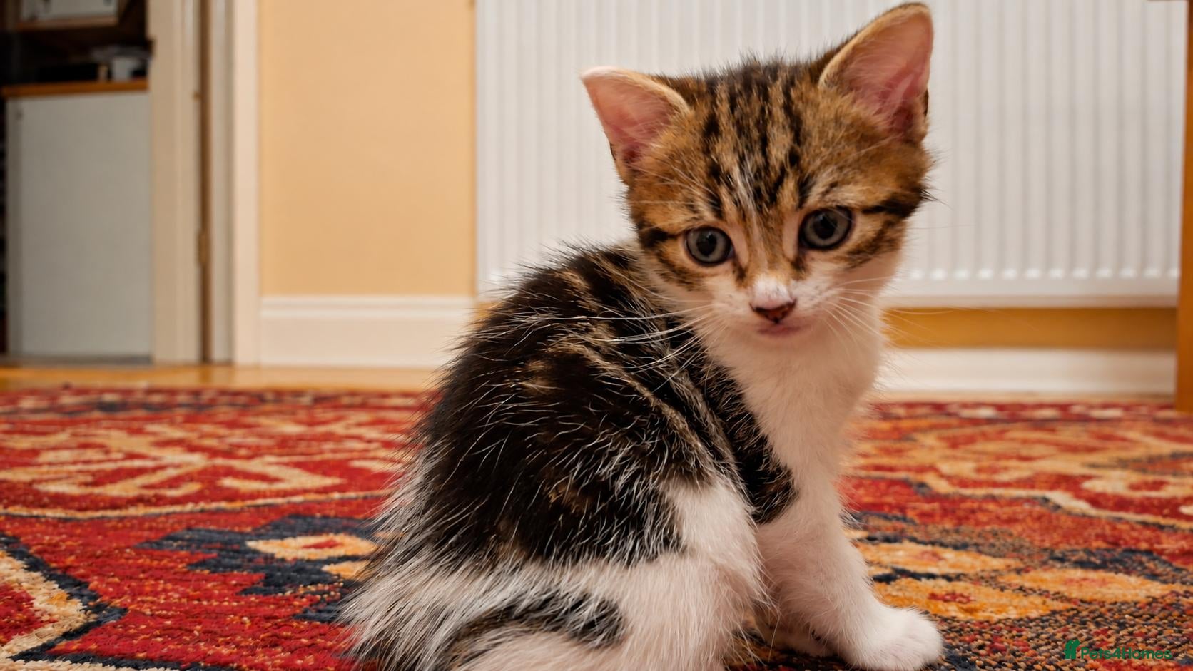 Mixed Breed cats 2 Kittens For Sale - Advert 14