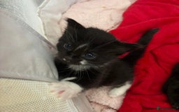 Bombay cats for sale: Kittens for sale  - Image 12