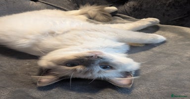 Ragdoll cats - Advert 1