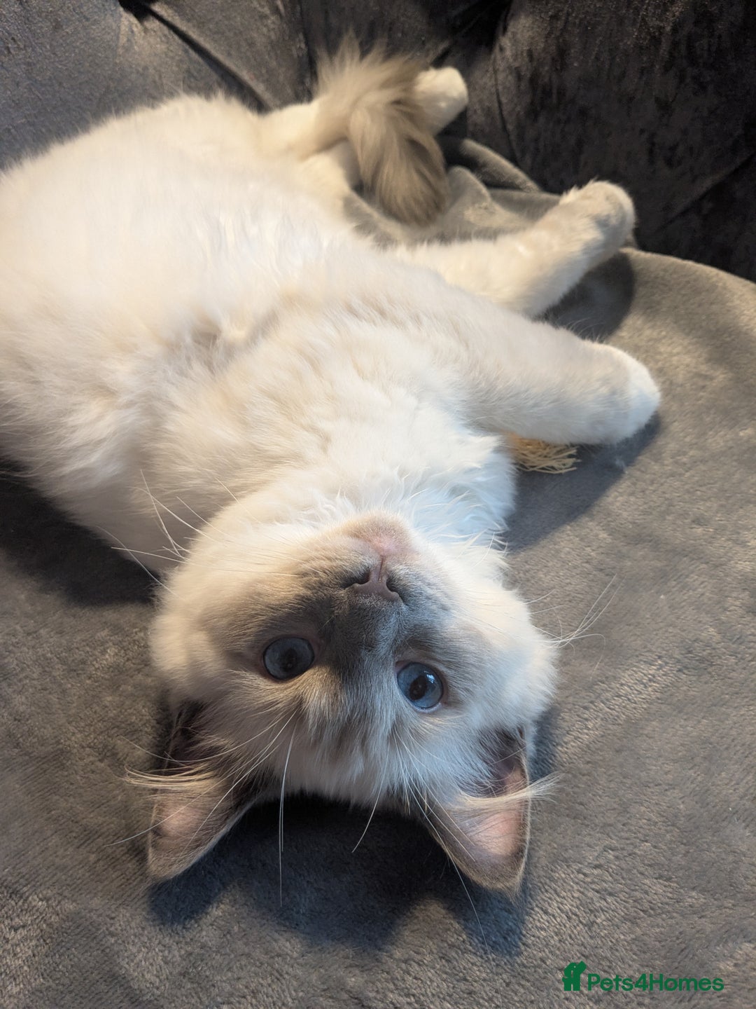 Ragdoll cats for sale: 💛*GCCF Registered *💛Pedigree Ragdoll kittens - Image 3