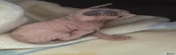Sphynx cats for sale: sphynx kittens for reservations  - Advert 4