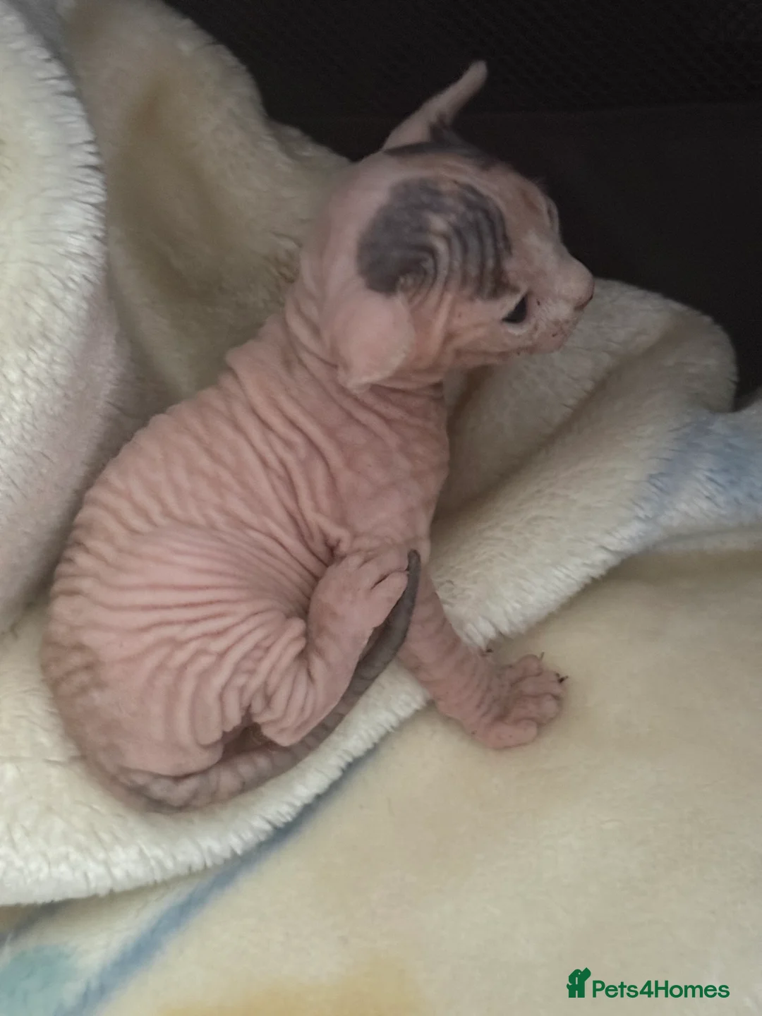 Sphynx cats for sale: sphynx kittens for sale - Advert 37
