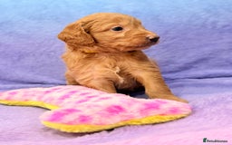 Mini Goldendoodle dogs for sale: Gorgeous Mini Goldendoodles By Therapy Asst Mom - Image 24