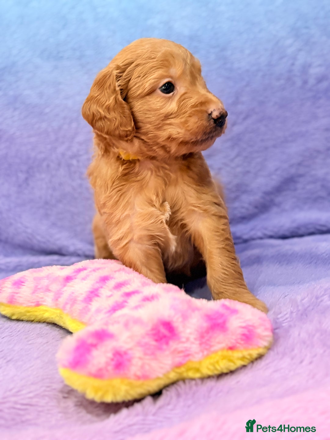 Mini Goldendoodle dogs for sale: Gorgeous Mini Goldendoodles By Therapy Asst Mom - Image 24