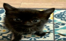 Mixed Breed cats for sale: Ragdoll x breed - Image 8
