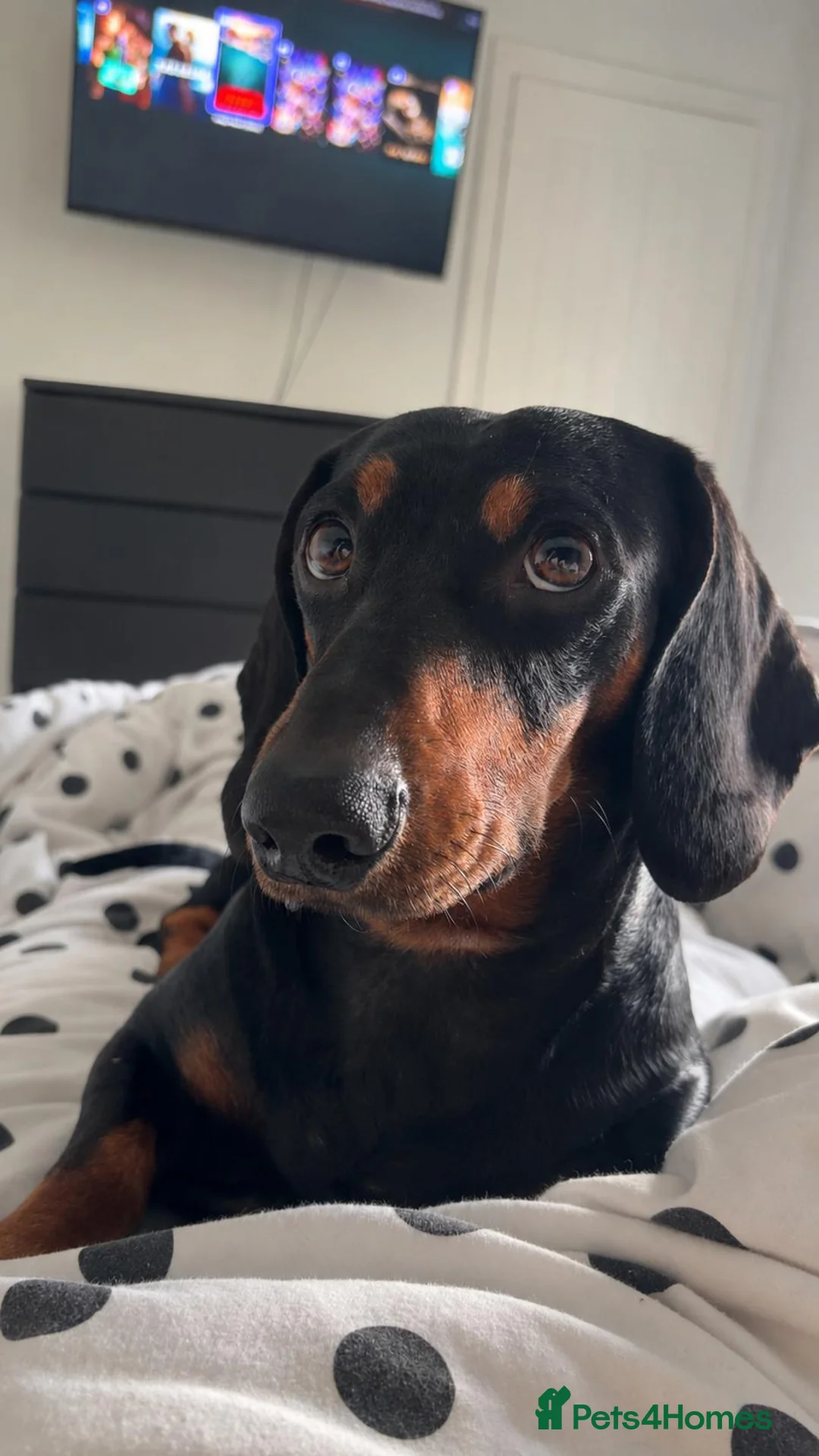 Dachshund dogs for stud: Stunning Standard Dachshund for Stud - Advert 2