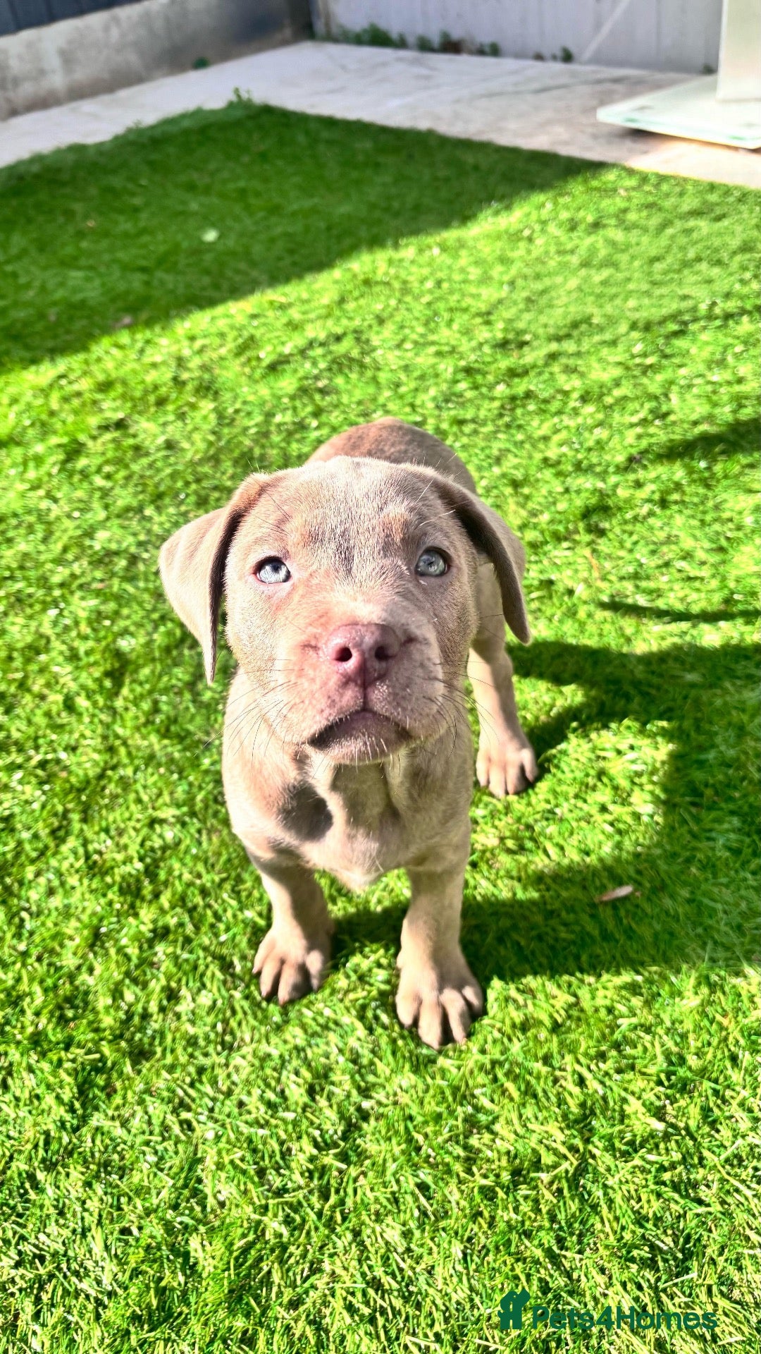 Mixed Breed dogs Staffy x Lab Puppy - Advert 1