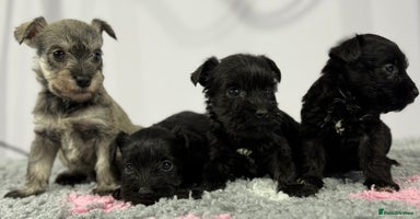 Miniature Schnauzer dogs - Advert 6