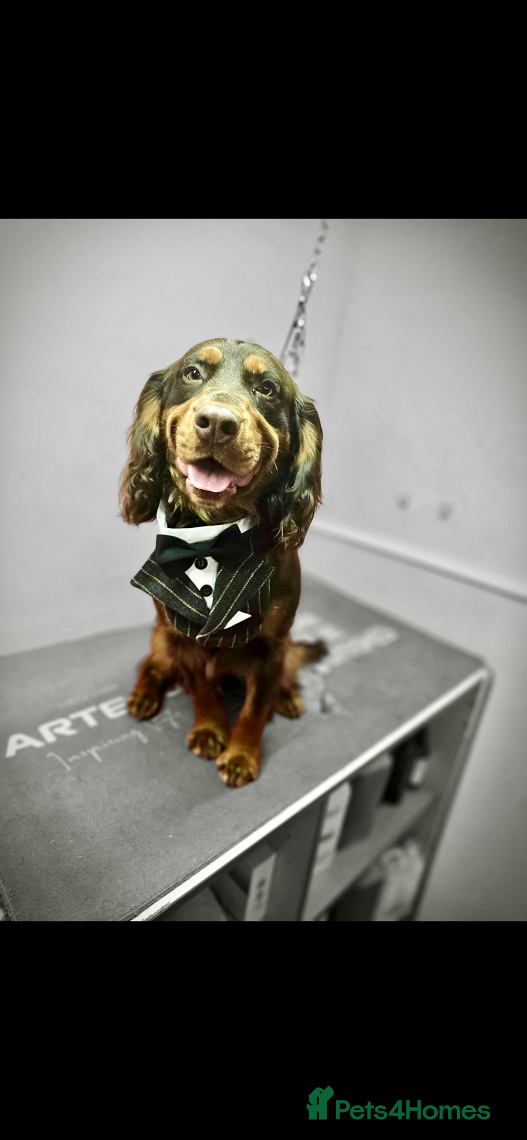 Cocker Spaniel dogs for sale: 5th GENERATION with FTCH CHAMPION BLOODLINE 😍 - Advert 2