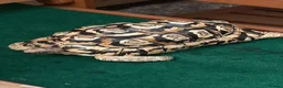 Tortoise reptiles for sale: Male Leopard Tortoise 9 years old  in Manchester - Advert 1