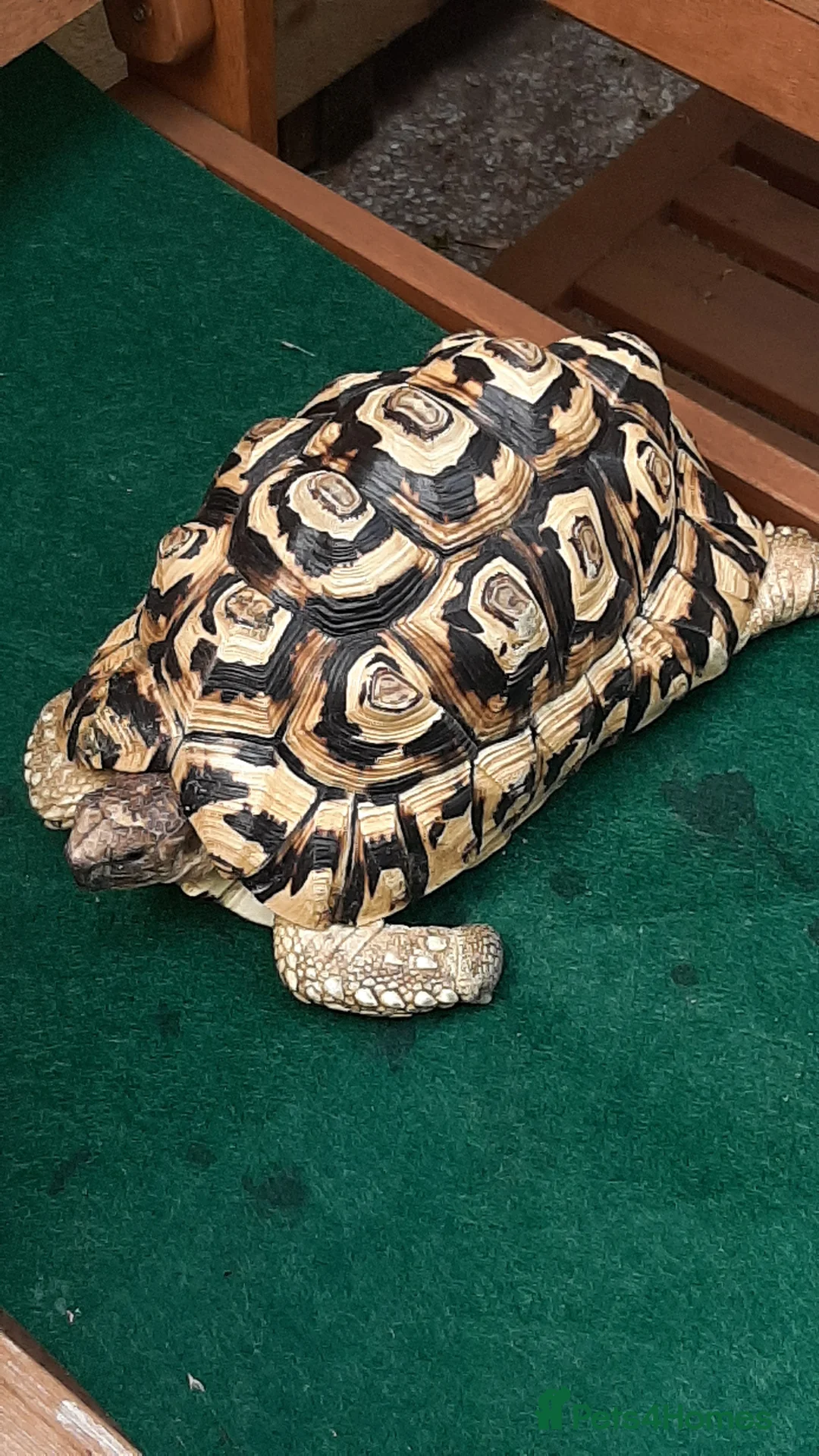 Tortoise reptiles for sale: Male Leopard Tortoise 9 years old  in Manchester - Advert 1