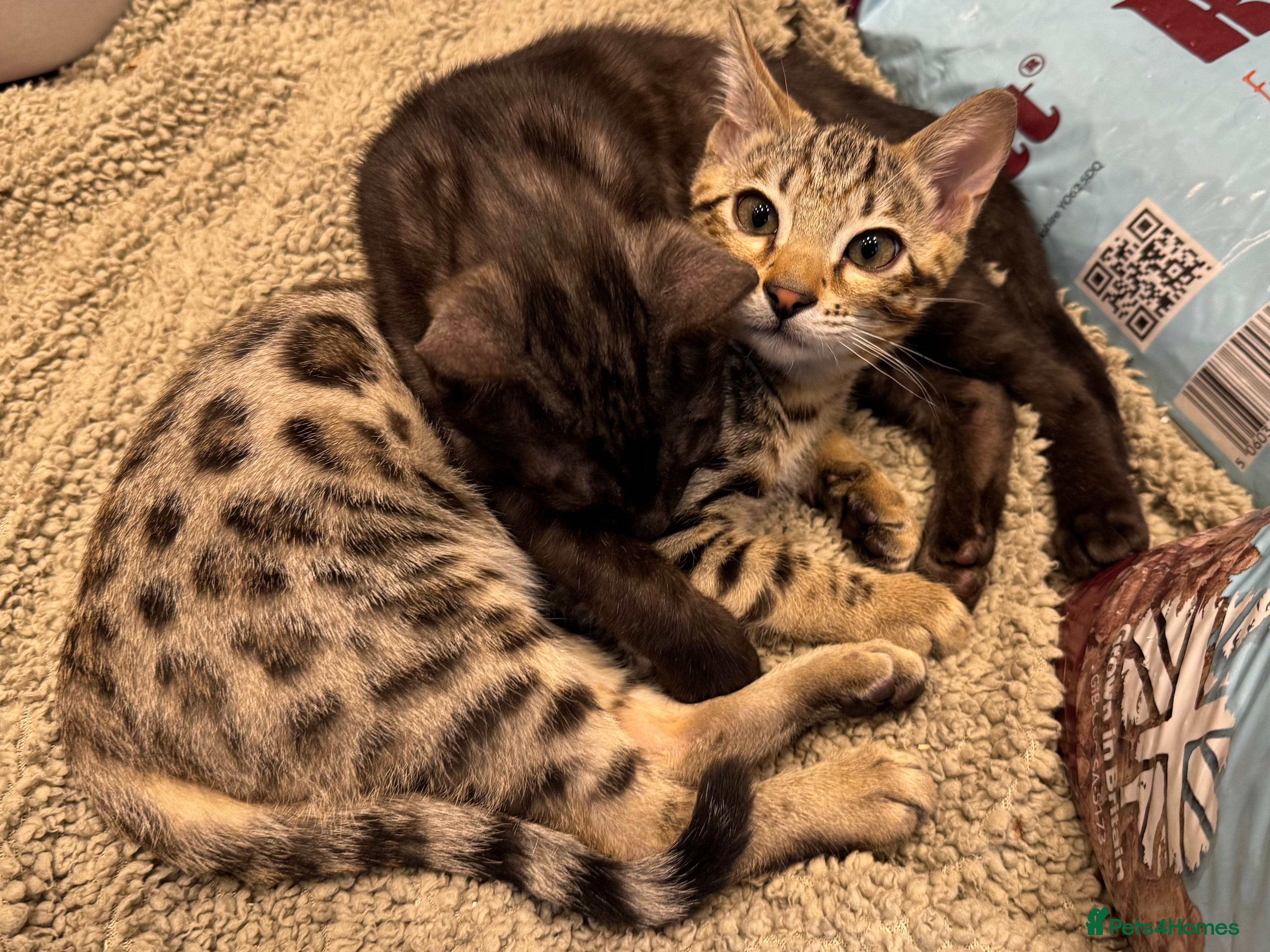 Bengal cats 2 Bengals Boy Brothers 11 Months Old - Advert 10