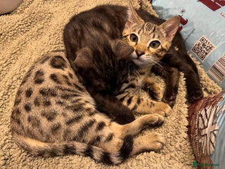 Bengal cats 2 Bengals Boy Brothers 11 Months Old - Advert 1