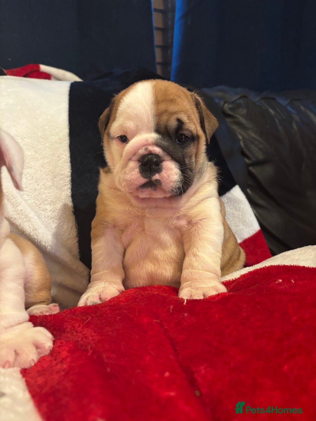 English Bulldog dogs for sale: ONE BEAUTIFUL BOY AVAILABLE  - Advert 5