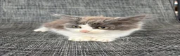 Mixed Breed cats for sale: Gorgeous male kitten - Advert 2