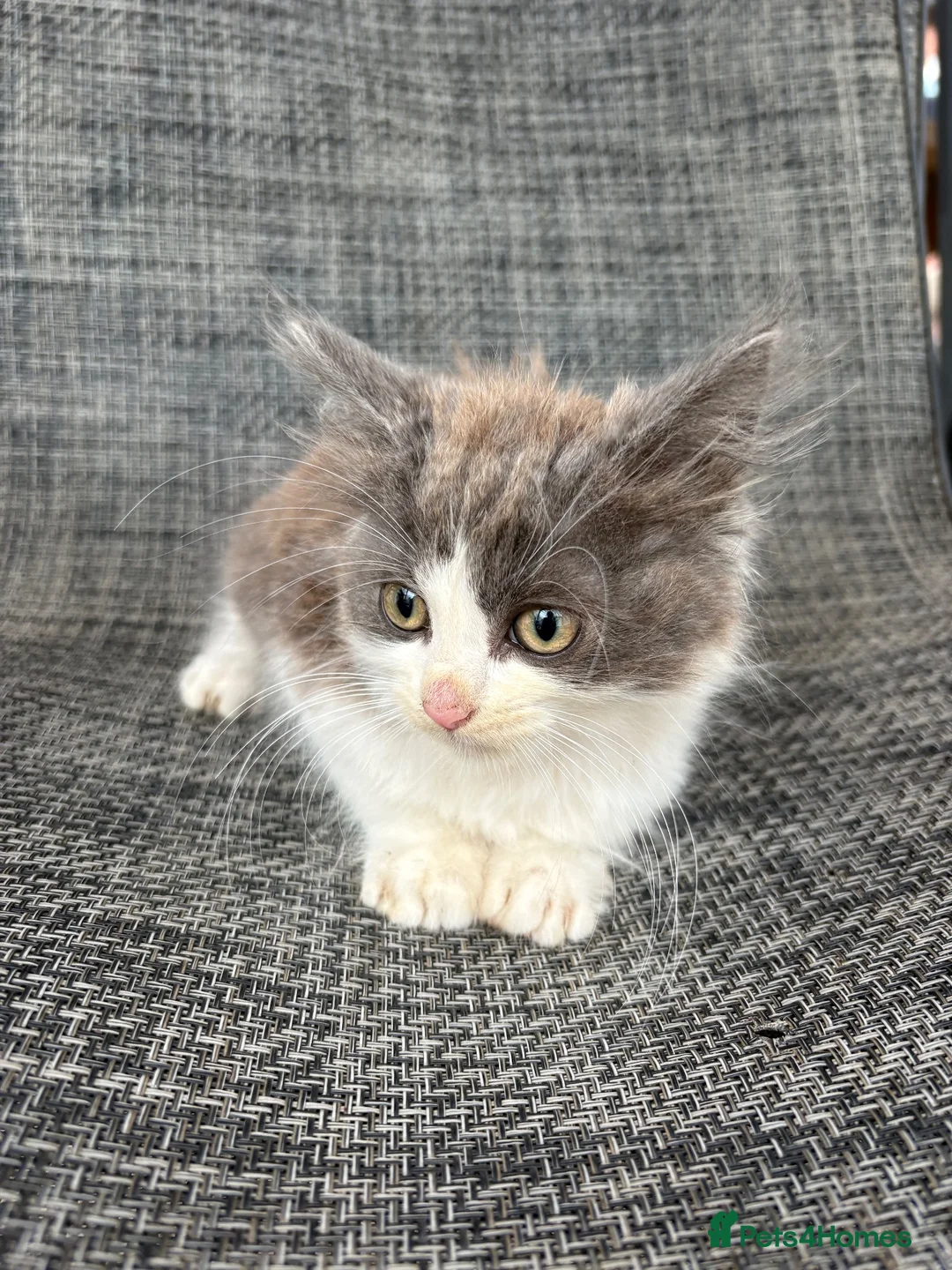 Mixed Breed cats for sale: Gorgeous male kitten - Advert 2