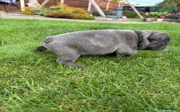 French Bulldog dogs for sale: Gorgeous French Bulldog Puppies. - Image 7