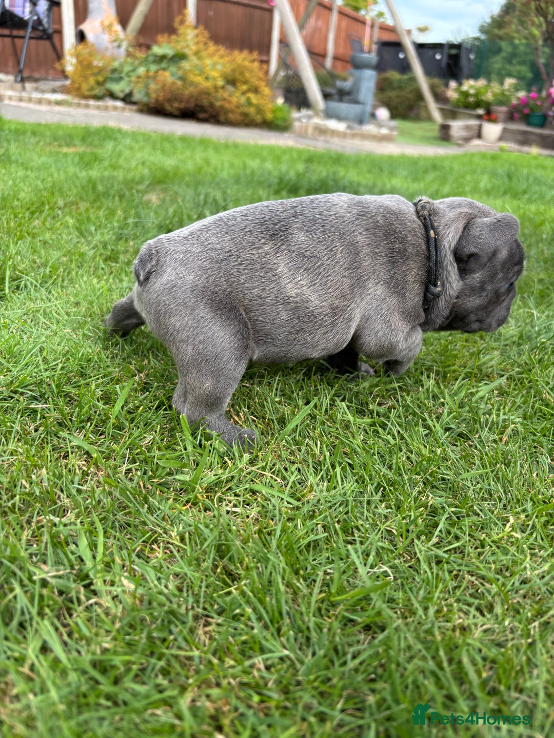 French Bulldog dogs for sale: Gorgeous French Bulldog Puppies. - Image 7