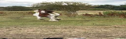 Irish Cob horses for sale: Beautiful cherry  - Advert 14