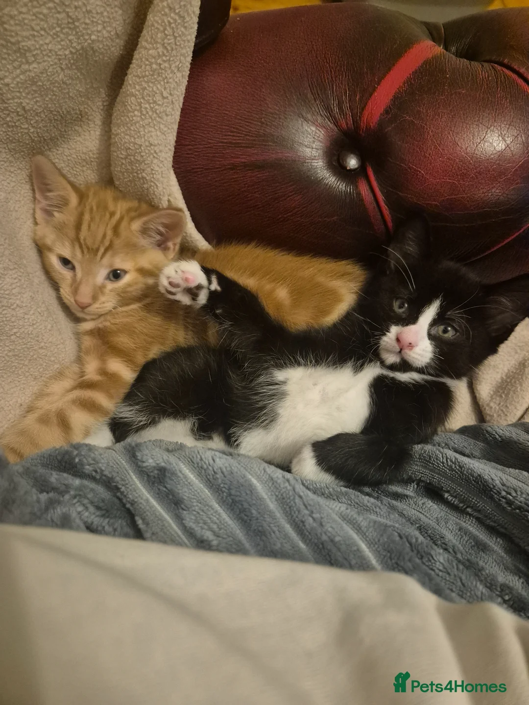 Mixed Breed cats for sale: Ginger female & Black and white male kittens - Advert 1