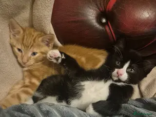 Mixed Breed cats Ginger female & Black and white male kittens - Advert 1