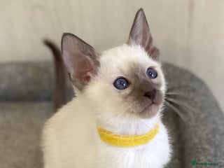 Siamese cats - Advert 10