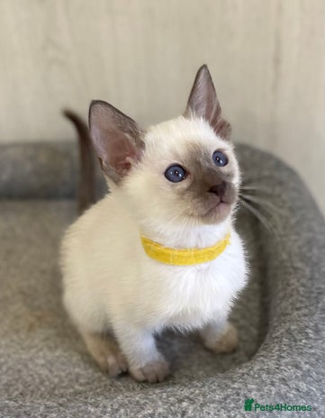 Siamese cats - Advert 1